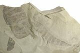 Multiple Eurypterus (Sea Scorpion) Fossils - New York #369362-1